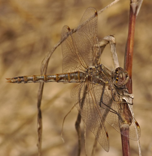 Male
2005_10_30_TX